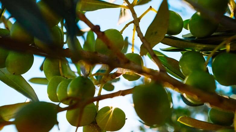 Focus sur les olives bio de l'huile vierge Papillon