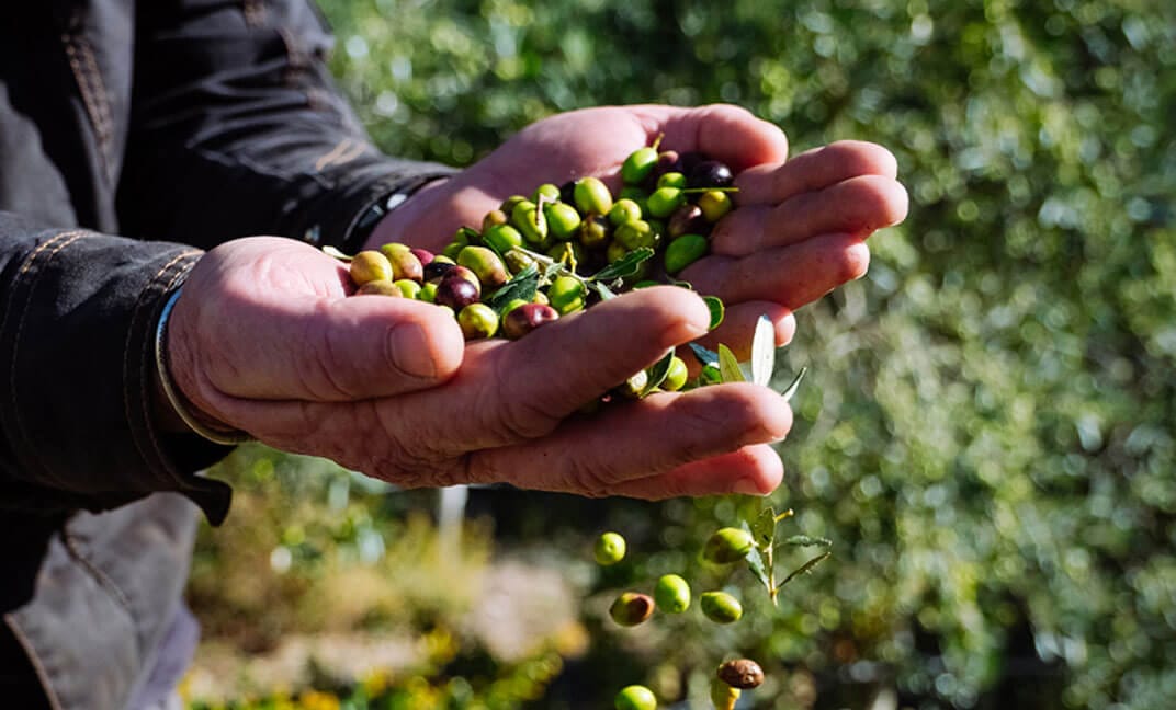 Producteur dans l'oliveraie du Moulin - Huile d'olive bio Papillon