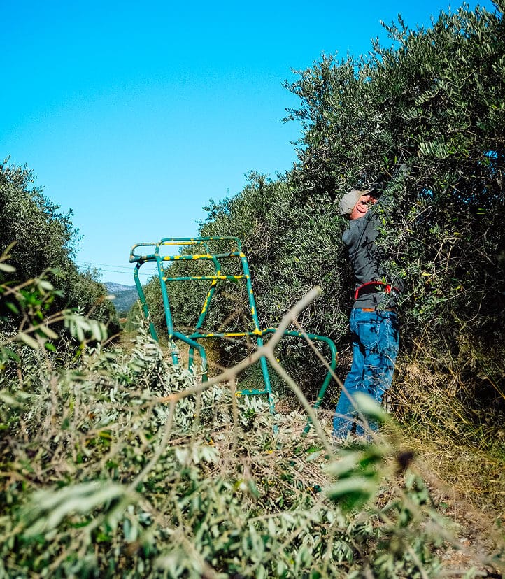 Taille des olives à Salses le Château