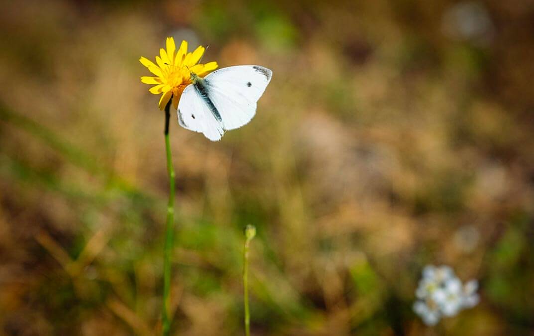 Papillon dans l'oliveraie Mas de la Grange - huile d'olive bio Papillon