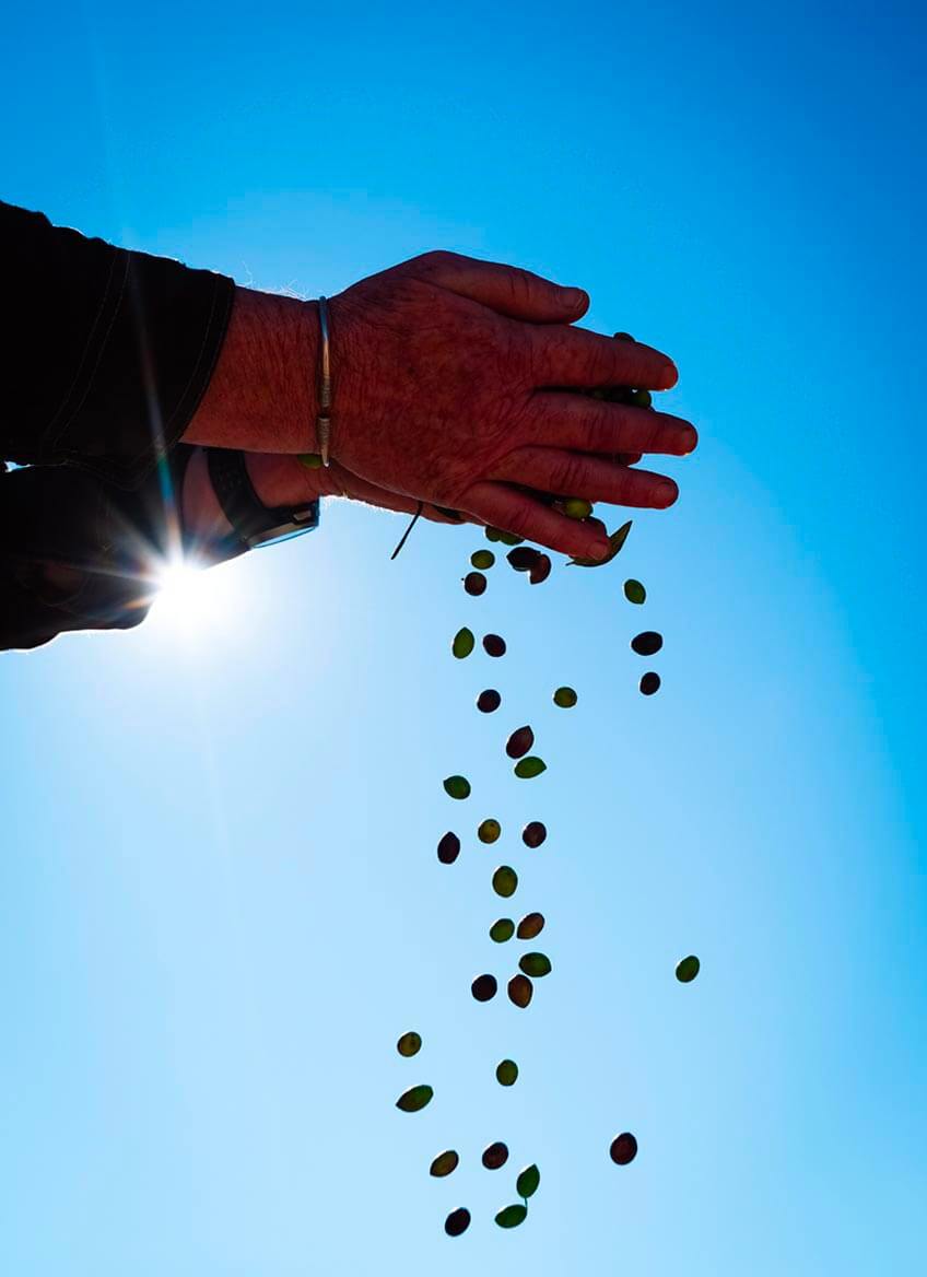Producteur d'olives à Rivesaltes