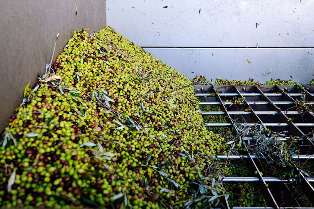 Processus de trituration des olives bio Papillon