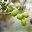 varietes-arbequine Variétés d'olives Arbequine - huile d'olive bio Papillon