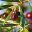 varietes-olives-Koroneiki Variétés d'olives Koroneiki - huile d'olive bio Papillon