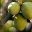 varietes-olives-arboussane Variétés d'olives Arboussane - huile d'olive bio Papillon