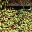 varietes-olives-olianes Variétés d'olives Oliane - huile d'olive bio Papillon